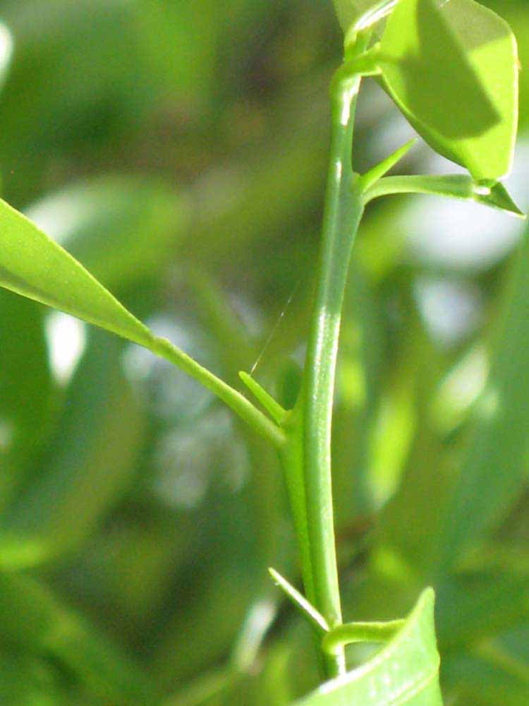            First year twig (Winter Haven, FL)   